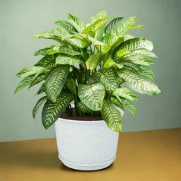 Kuber Industries 8Pcs Peach-Colored & White Textured Planters With Plate image 2