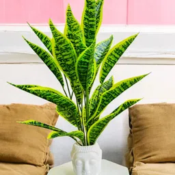 shanol Artificial Money Plant Leaves in Bhuddha Pot Pefect Decor for Home Bonsai Wild Artificial Plantwith Pot-picture-15
