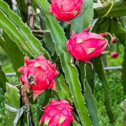 mamoni traders Dragon Tree image 5