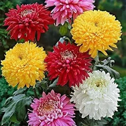 florafusion Chrysenthemum Plant image 4