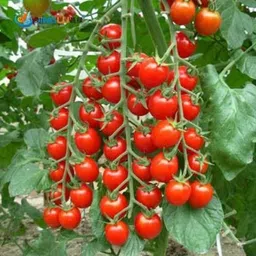 greenery hub Cherry tomato seeds, Hybrid Tomato seeds Seed-picture-10