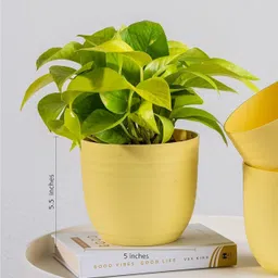 snshopee 5 Beautiful Wave Matte Finish planters flower plant pots gamla gardening Plant Container Set image 2