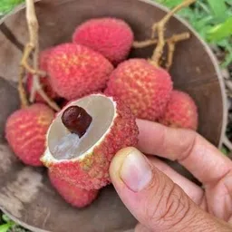 heaven of saplings Litchi Plant-picture-33