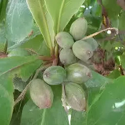 green view Almond Plant image 3