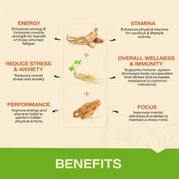 MyFitFuel Ginseng+ Triple Strength (korean, American & Siberian Ginseng) 400mg image 3