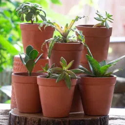 Red Terracotta 3 Inch Desk Pot Set Of 10-image-39