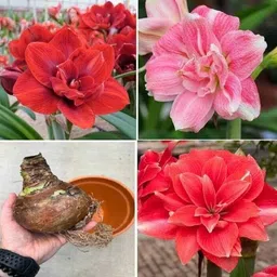 nurseryfriend Amaryllis Lily Double Flower Bulbs for summer gardening Pack of 5 Seed image 2