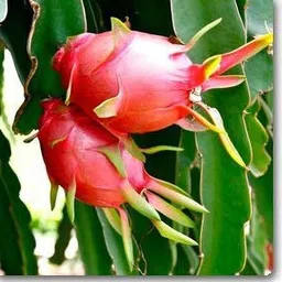 aquinnahgaden Dragon Tree image 3