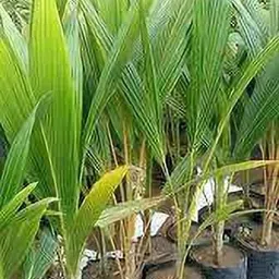 the green dotcom Coconut Plant image 5