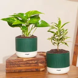 Song Of India Plant, Variegated Money Plant-image-8