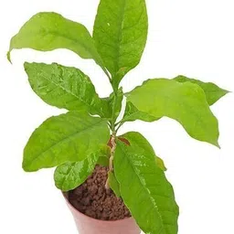 fuegoasiss Bel Plant image 3