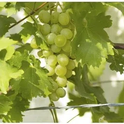 greenyon Grape Plant image 3
