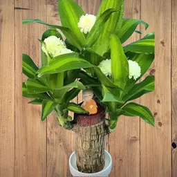 brazillian wood plant Brazilian Wood image 1