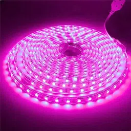 3 m Pink Rice Lights-picture-35