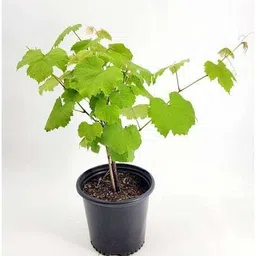 sree hari green earth Grape Plant-picture-22