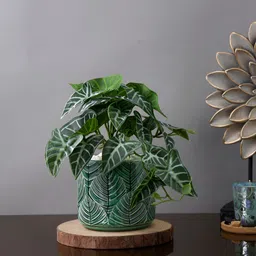 TAYHAA Green & White Leaf Textured Ceramic Planter-picture-26