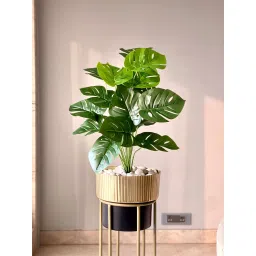 Mason Home Artificial Botanic Monstera Plant- 2 Feet image 1