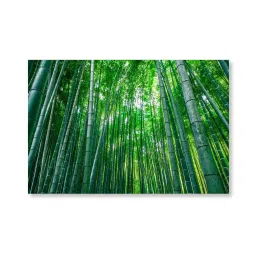 999store Green Bamboo Trees Canvas Painting image 2