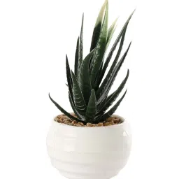 Foliyaj Multicolor Plastic Succulents With Pots - Set of 3 image 4