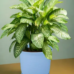 Kuber Industries Blue & Pink 4 Pieces Marble Finish Planters With Tray image 2