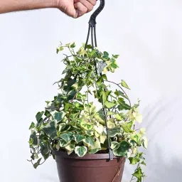 Ugaoo English Ivy Variegated Plant with Hanging Pot image 1