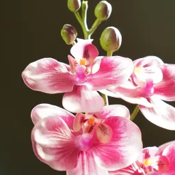 Pure Home and Living Pink Artificial Orchid in Cement Pot image 2