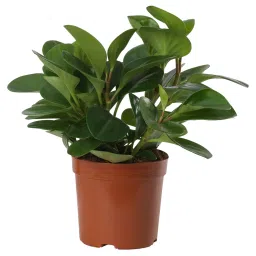 ikea Potted plant, assorted Peperomia, 12 cm-picture-20