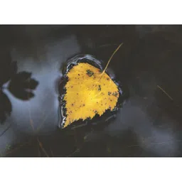 Inephos Yellow & Black 1 Piece Floral and Botanical Printed Canvas Wall Art-image-51
