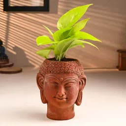 Golden Money Plant In Terracotta Pot-image-17