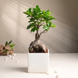 Ficus Bonsai In Square Ceramic Pot-image-34