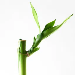 ikea dracaena lucky bamboo Plant, 40 cm image 3