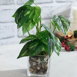 TAYHAA Green Artificial Aglaonema Plant With Transparent Pot-picture-26