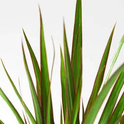 ikea dracaena marginata Potted plant, Dragon tree, 12 cm image 3