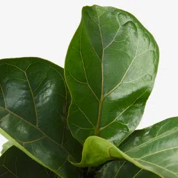 ikea ficus lyrata Potted plant, fiddle-leaf fig, 12 cm image 2