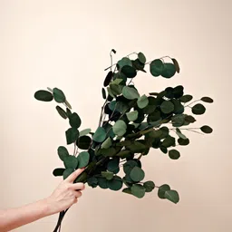 Arte Casa Million Dollar Eucalyptus image 3
