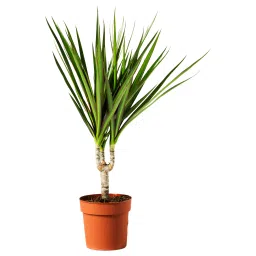 ikea dracaena marginata Potted plant, Dragon tree, 12 cm-picture-15