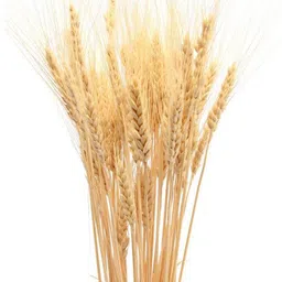 Arte Casa Wheat Grass image 3