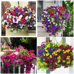 bee garden Petunia F1 Hybrid Mixed High Germination Rate | Flower Seeds for Home Garden Seed image 2