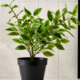 Home Centre Green & Black Artificial Plant With Pot-image-20