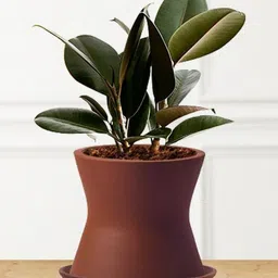 LASAKI Brown Ceramic Planter With Plate image 3