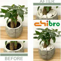 Chibro White Pebbles for Decoration - Pebbles for Plants Pots - Pebbles for Garden, Table and Home Decor, Vase Fillers (1 Kg, White Stone) image 3