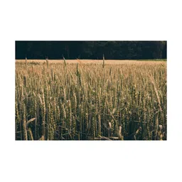 Inephos Beige & Green Abstract Printed Canvas Wall Art-picture-15