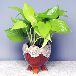 greenery nursery Money Plant-picture-26