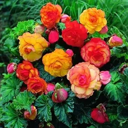 radha krishna agriculture Radha Krishna Agriculture® Imporetd Begonia Tuberous Double Flowers Bulb for Your Garden - (Red, Pack of 1 flower Bulbs) image 5