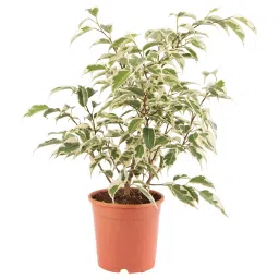 ikea ficus benjamina Potted plant, Weeping fig, 12 cm-picture-21