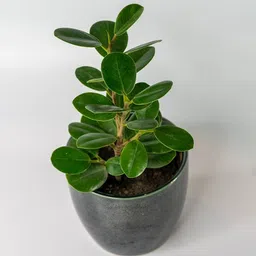 lushbark Jade Plant image 2