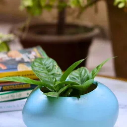 WEAVING HOMES Blue Ceramic Pebble Planter-image-0