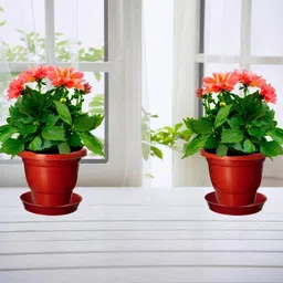 Virajsanchi 2-Pcs Brown Plastic High Quality Planters image 2