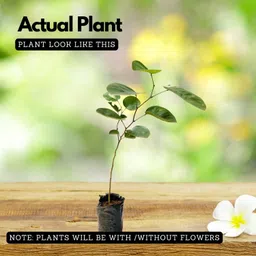 cloud farm Red Sandalwood Plant image 4