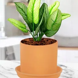 LASAKI Sara Brown Ceramic Handmade Planter With Plate-picture-16